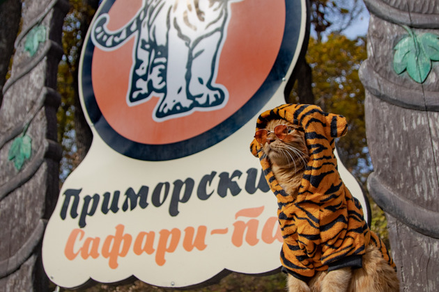 Три в одном: тур в сафари-парк и бухты Шамора и Стеклянная