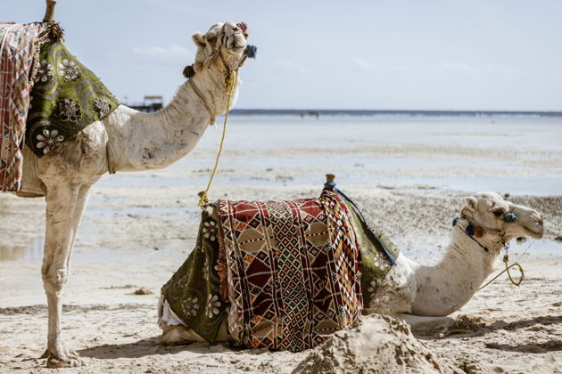 Мега-сафари из Шарм-эль-Шейха