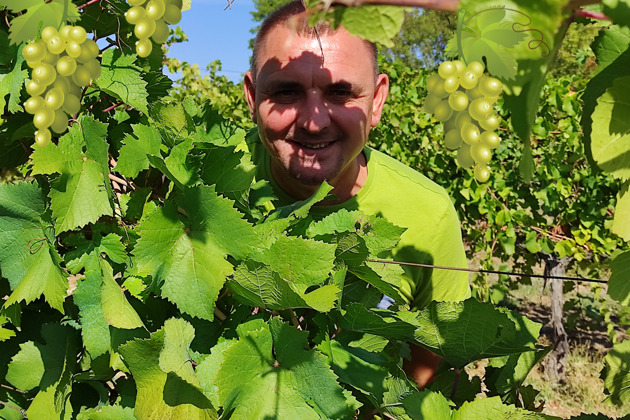 Янтарные гроздья Кубани - по винодельням Краснодарского края