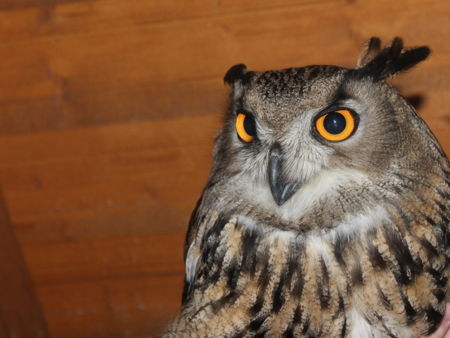 Шоколадная фабрика