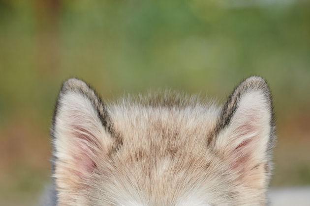 Знакомство с хаски и посещение этнокомплекса в Полеводке