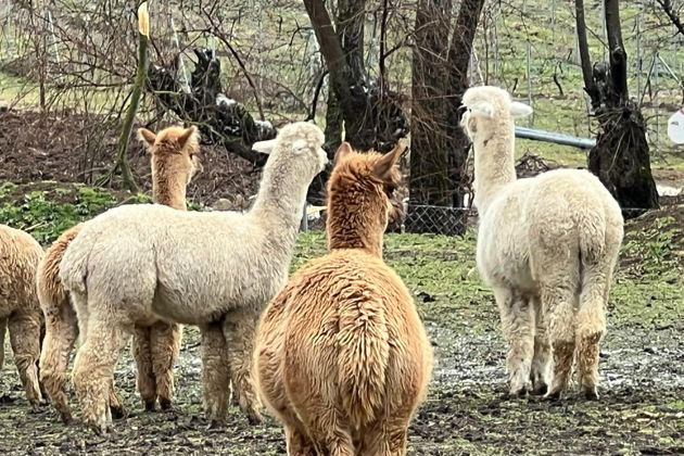 Виды Азербайджанская Албания