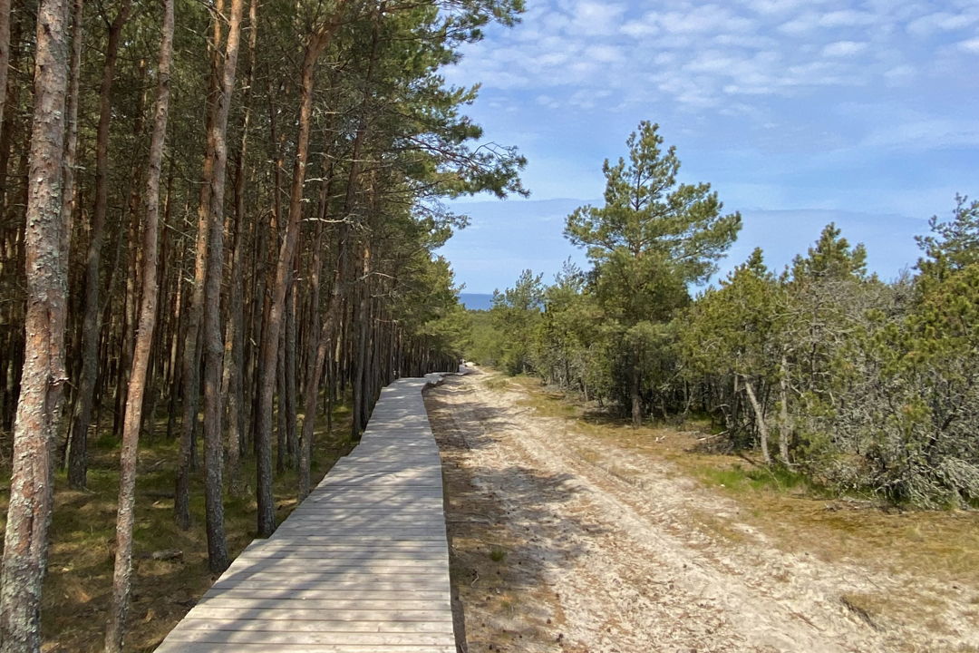 Тропы, пляжи и поселки Куршской косы и Зеленоградск в минигруппе — фото 3