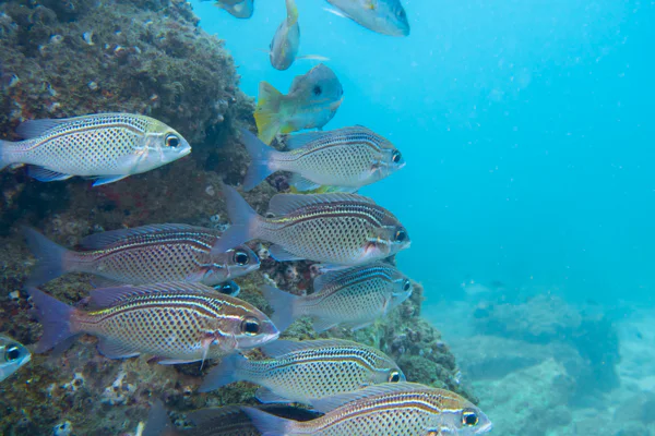Fujairah scuba experience for certified divers — photo 7, Fujairah | Pokataem