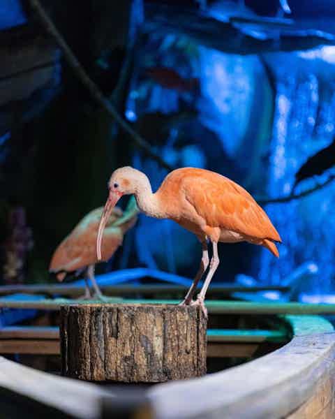 В гости к Посейдону: аквариум National Aquarium Абу-Даби - фото 3