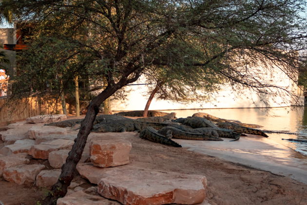 Виды Билет в Парк Крокодилов Дубая — встреча с древними хищниками