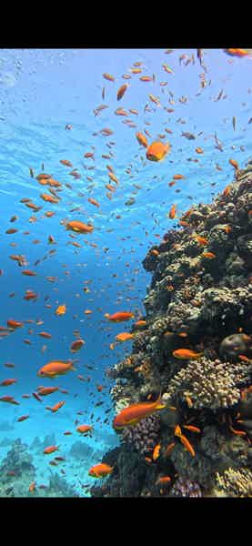 Снорклинг в Красном море: незабываемый день на яхте - фото 4