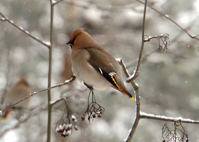 Birdwatching: азбука. Птицы Ржевского лесопарка. - фото 1