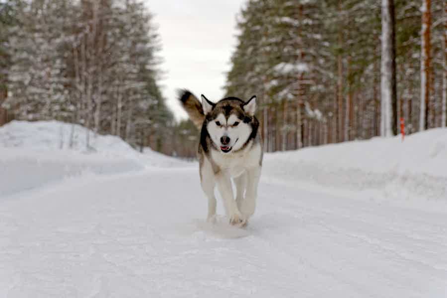 Зимний актив: 10 км на собачьих упряжках - фото 5