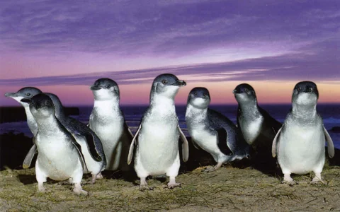 Остров Филиппа и парад пингвинов