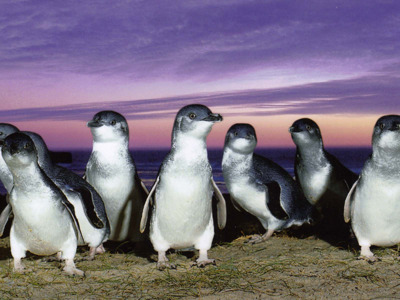 Остров Филиппа и парад пингвинов