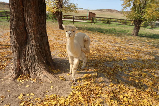Виды Винный тур и не только: альпаки, древний мавзолей и  обсерватория в горах 