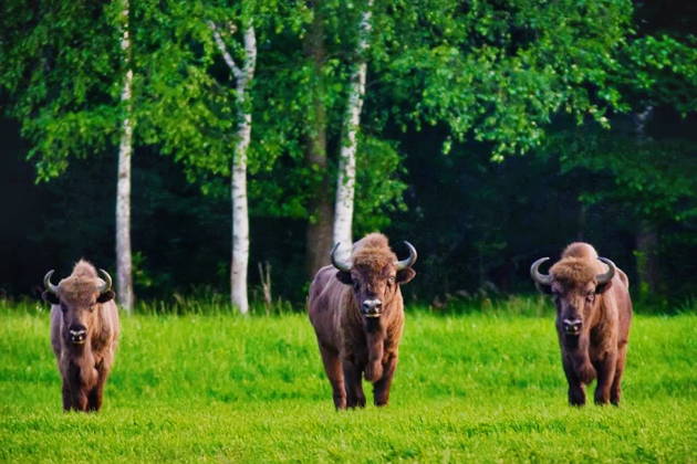 Беловежская пуща и Бресткая крепость за 1 день