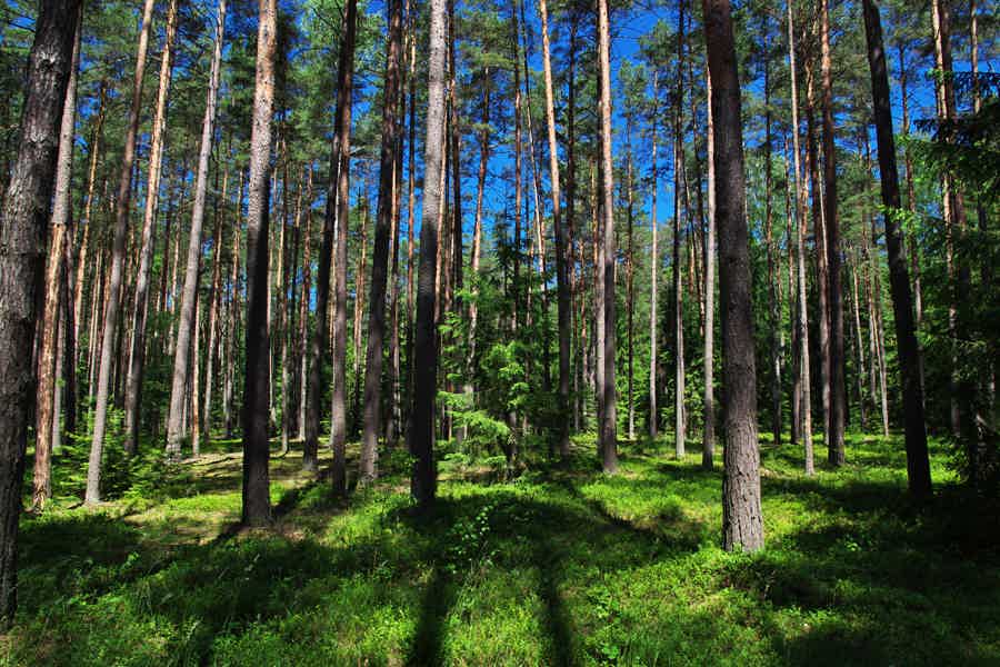 Заповедный напев Беловежской пущи - фото 4