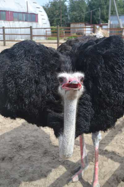 В гости к тюменским страусам - фото 1