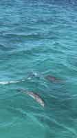Экскурсия "Морское приключение в Эль-Гуне со снорклингом и водными развлечениями" - фото отзыва 4