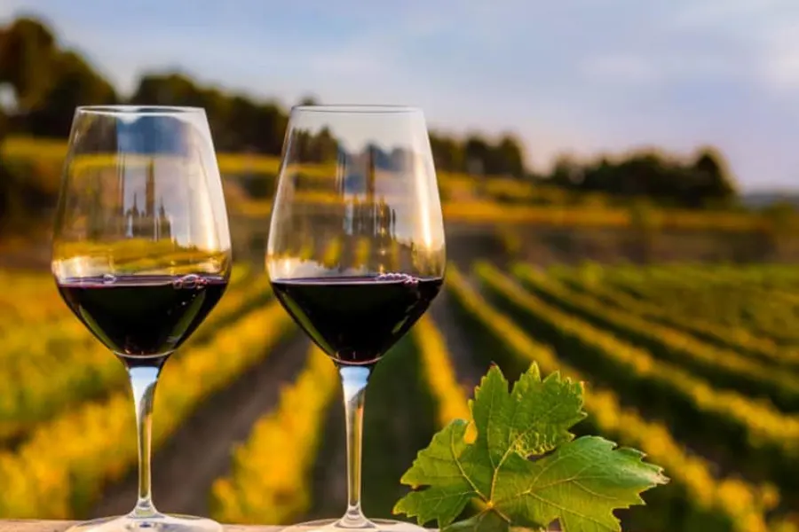 In vino veritas! Истина - в вине! — фото 1