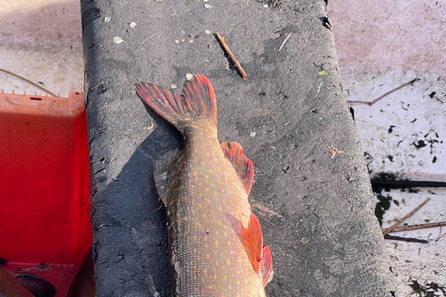 Виды Рыбалка на катере в Выборгском заливе: кордон Кузьмича и окрестности