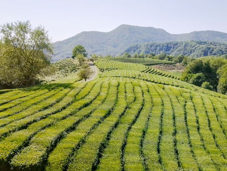 Чайные плантации