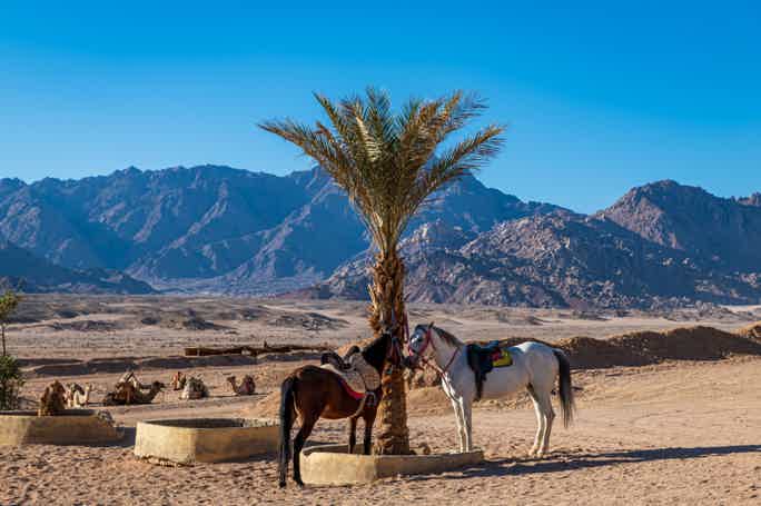 Верхом на скакуне: Конная прогулка в пустыне в мини группе 