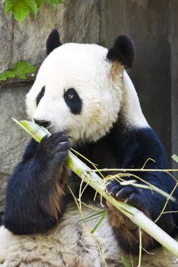Познакомиться с большими пандами 