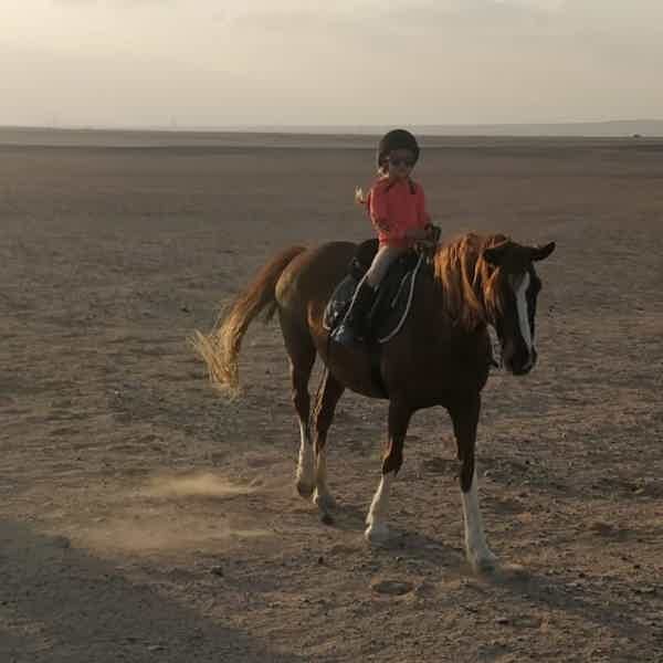Прогулки на лошадях в Хургаде для новичков и опытых всадников - фото 4