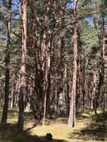 Экскурсия "Куршская коса (Высота Эфа, Танцующий лес) и Зеленоградск с дегустацией" - фото отзыва 2