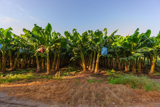 Путешествие на банановую плантацию с дегустацией канарского ликёра
