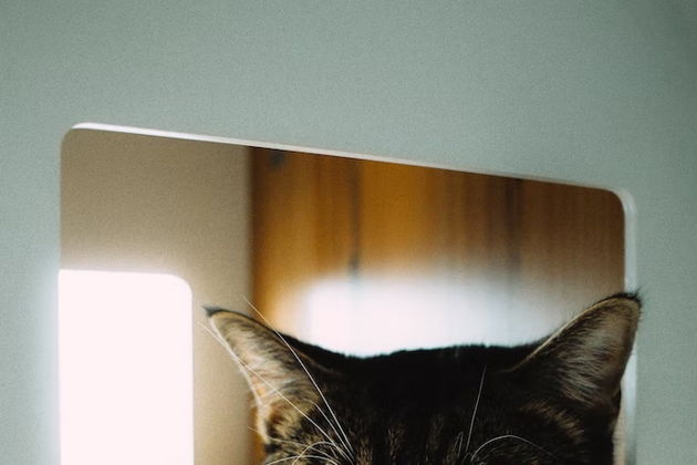 Виды Япония в Петербурге