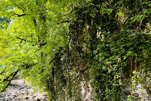 Виды Зимняя прогулка по субтропическому лесу среди водопадов. Ажек