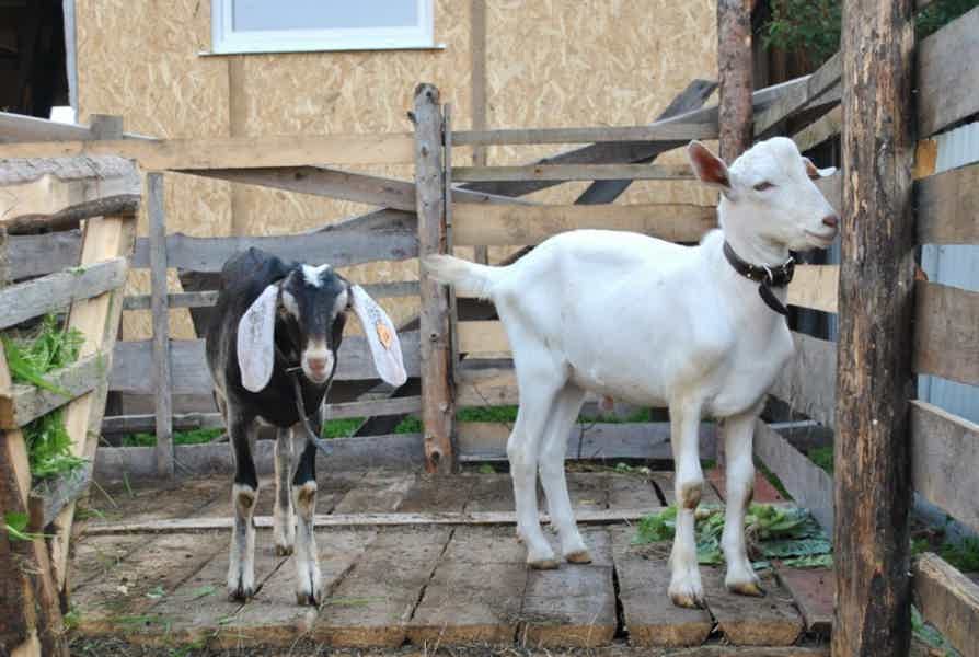 «В гости к Козе-Дерезе» — экскурсия на ферму - фото 1
