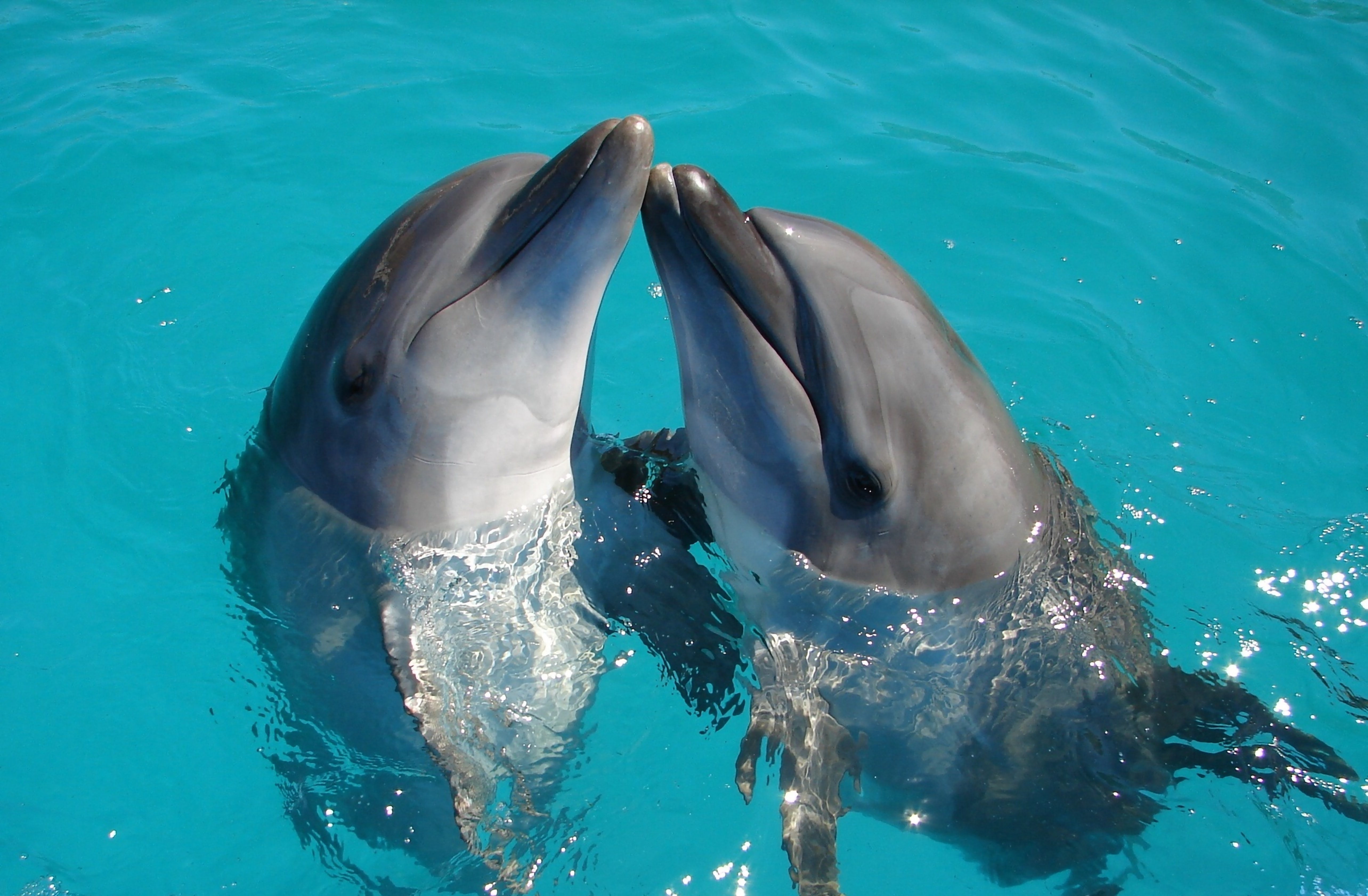 Фотография дельфинария в Ялте