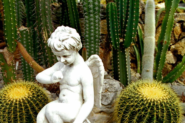 Виды Бал хризантем в Никитском ботаническом саду.