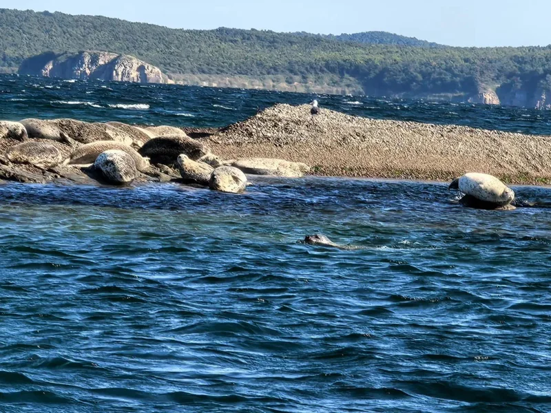 Морское приключение, морские котики и морепродукты во Владивостоке — фото 6, Владивосток | Покатаем