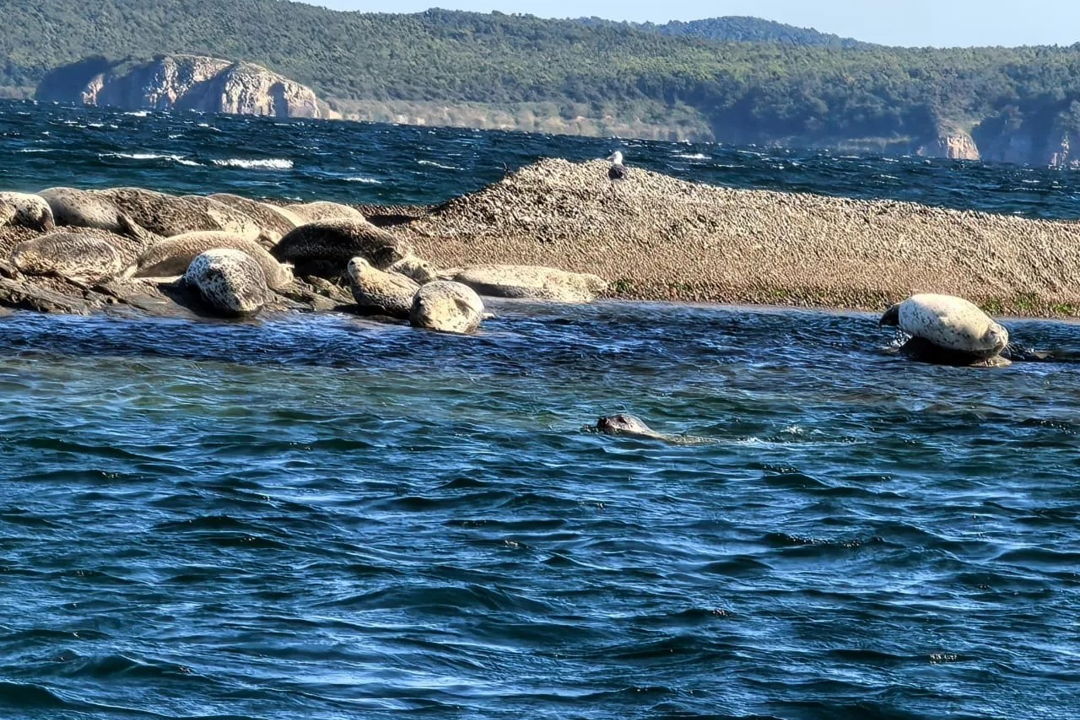 Морское приключение, морские котики и морепродукты во Владивостоке — фото 5