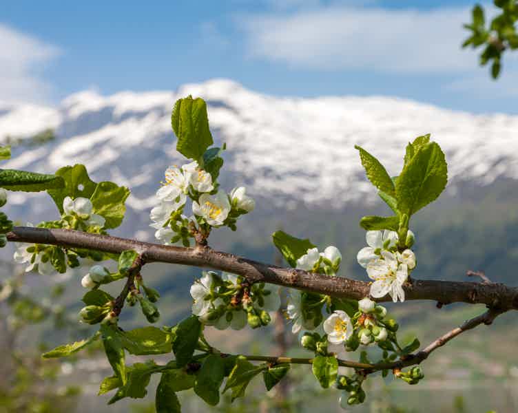 Арт-пикник в цветущем яблоневом саду - фото 4