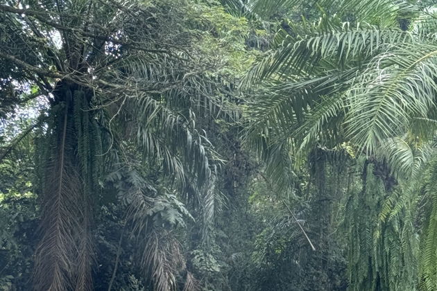 Главное изображение экскурсии - Сафари на джипе по парку Bali Safari and Marine park