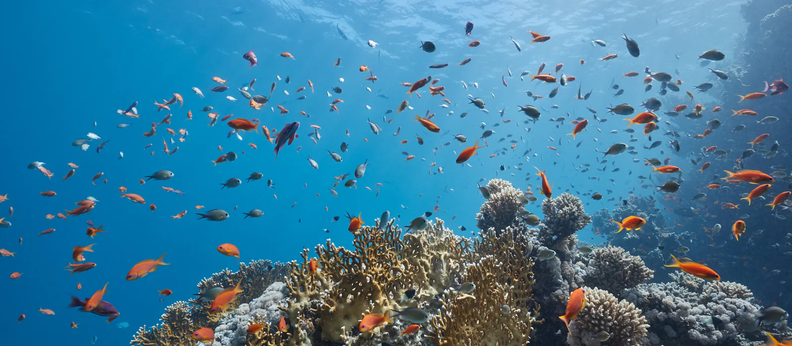 Blue Safari: погружение на подводной лодке — экскурсия, Порт-Луи, Маврикий | Покатаем