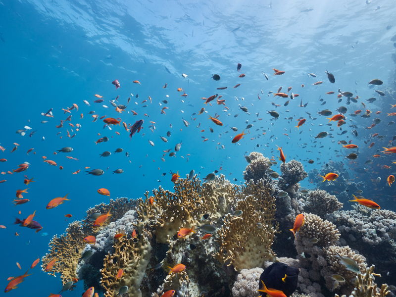 Blue Safari: погружение на подводной лодке - экскурсия в Порт-Луи, Маврикий
