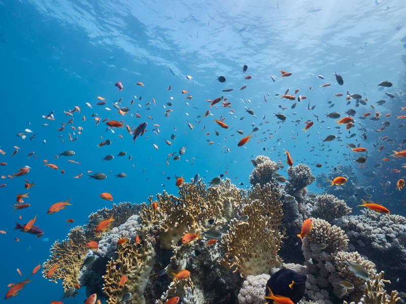 Blue Safari: погружение на подводной лодке