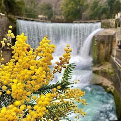 «Сокровище Апсны» — тур по Золотому кольцу Абхазии + мандариновый сад