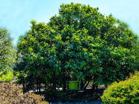 Сад-музей «Дерево Дружбы»