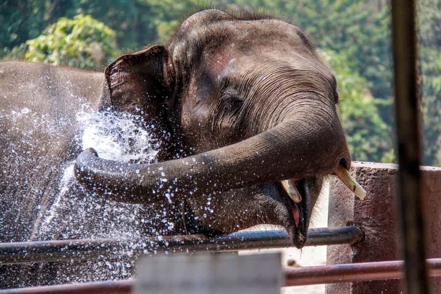 Кормление слонов на Пхукете - фото 1