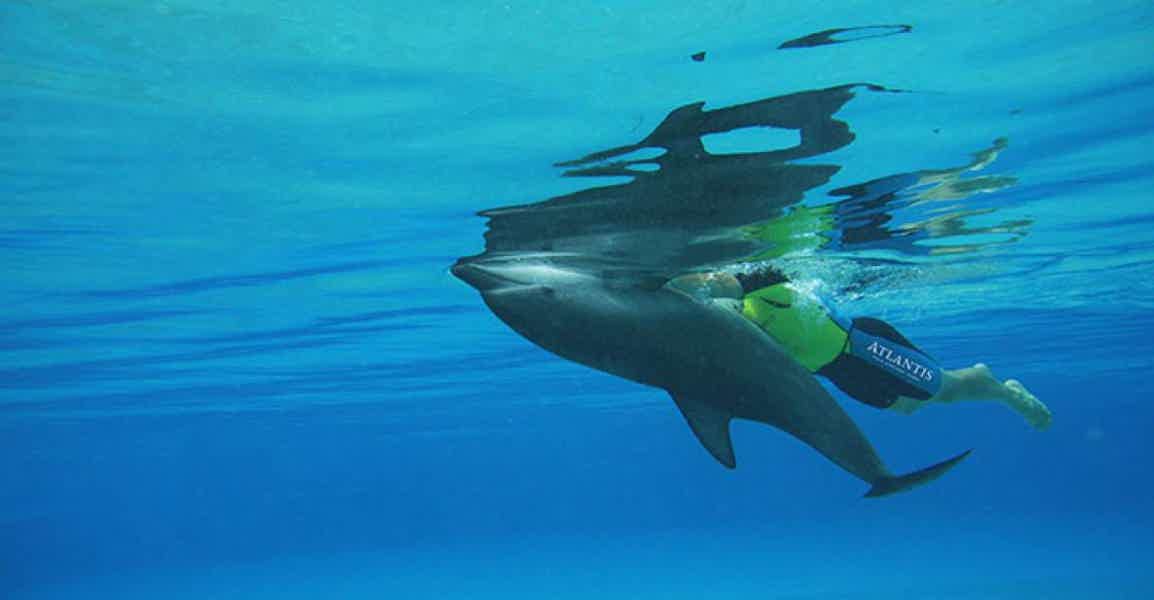 Дубай: глубоководное плавание с дельфинами в Atlantis - фото 3