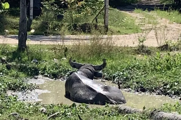 Путешествие на острова Рача Яй и Хе — фото 3