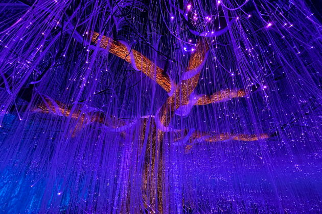 Лес мечты Лангкави - магическая прогулка среди легенд и света