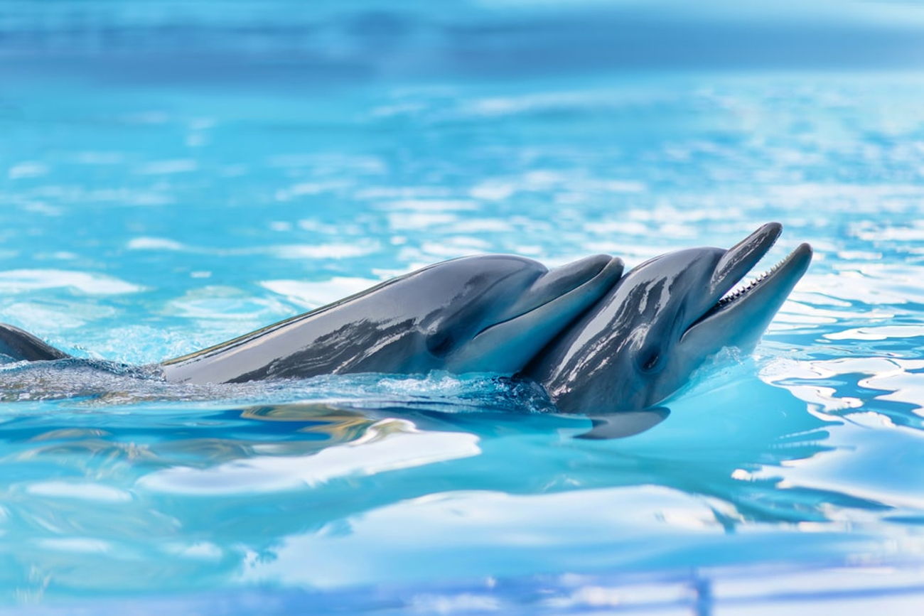 Дельфинарий «Акватория»