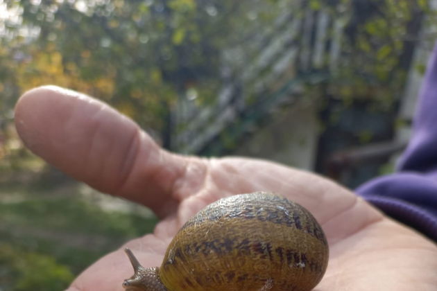 Виды «Вино. Море. Улитки»: гастрономическая экскурсия