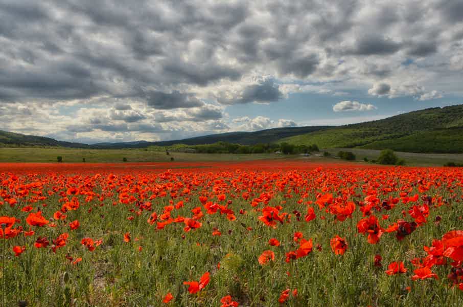 Фототур: цветущие маки в Крыму - фото 1