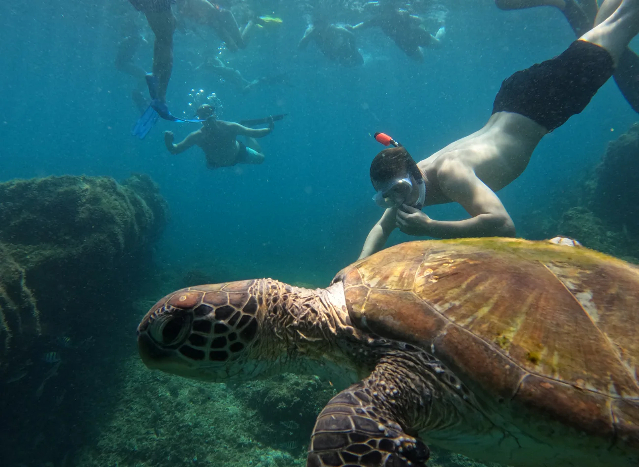 Guided snorkeling with BBQ lunch — tour in Fujairah, UAE | Pokataem